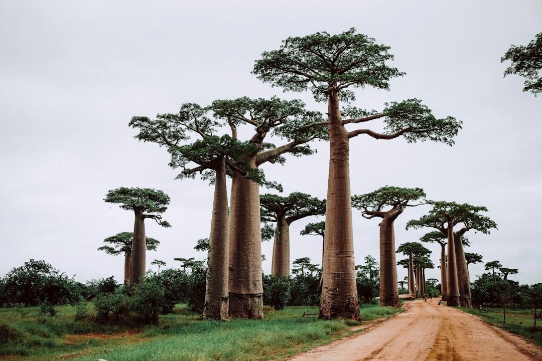 Arbres et cultures associés sur une parcelle paysanne à Madagascar