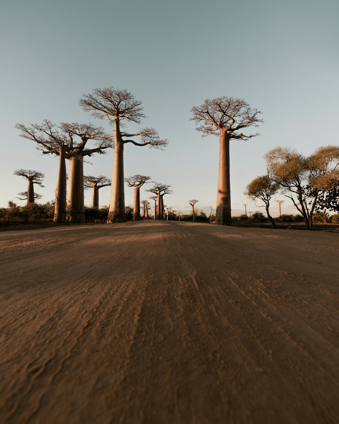 Plants forestiers en pépinière villageoise, Madagascar